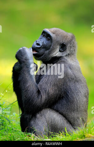 Western pianura gorilla, femmina, Africa (Gorilla gorilla gorilla) Foto Stock