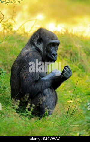 Western pianura gorilla, femmina, Africa (Gorilla gorilla gorilla) Foto Stock