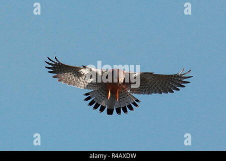 Il Gheppio comune, in Baviera, Germania (Falco tinnunculus) Foto Stock