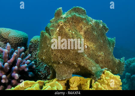 Rana pescatrice gigante, Mar Rosso, Aqaba Giordania, Asia (commersoni antennarius) Foto Stock