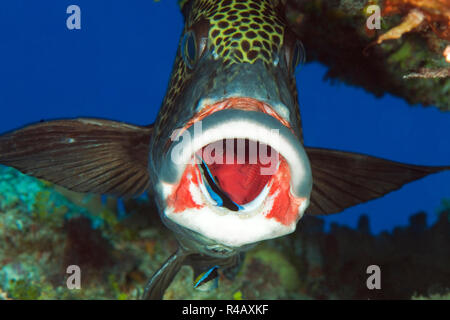 Arlecchino sweetlips, pulitore pesci, stazione di pulizia, Yap Island, Stati Federati di Micronesia, Plectorhinchus chaetodonoides, Labroides dimidiatus Foto Stock