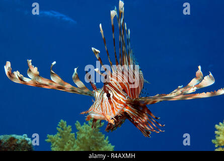 Leone, Mar Rosso, (Pterois miglia) Foto Stock