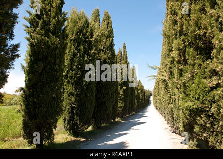 Viale di Cipressi, cipressi, Toscana, Italia, Europa (Cupressus sempervirens) Foto Stock