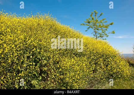 Dyer la ginestra, Toscana, Italia, Europa (Genista tinctoria) Foto Stock