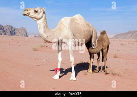 Dromdary con giovani, Wadi Rum, Aqaba Giordania, Asia (Camelus dromedarius) Foto Stock