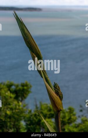 Pianta verde levetta in primo piano contro le acque blu del Manukau Harbour di Auckland, Nuova Zelanda Foto Stock