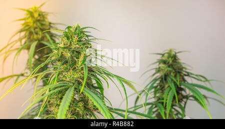 Close up di un medico di marijuana pianta. Foto Stock