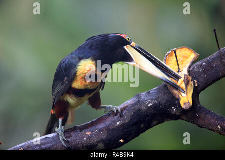 Aracari pallidi-mandibled (Pteroglossus eritropygius) in Ecuador Foto Stock