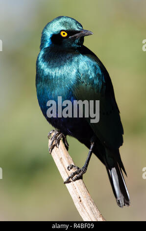 Un bellissimo capo Glossy Starling posatoi su un ramoscello nel Parco Nazionale di Kruger in Sud Africa. Foto Stock