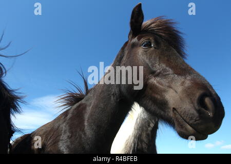 Testa di cavallo in Islanda Foto Stock