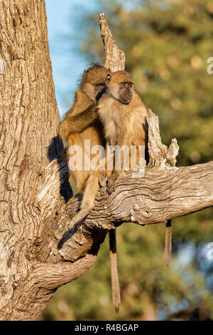 Monkey Chacma Baboon baby (papio anubis) nella savana africana, Bwabwata Caprivi strip game park, Namibia, Africa safari wildlife Foto Stock