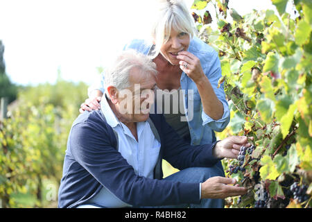 Coppia senior mangiare uva dalla vigna Foto Stock