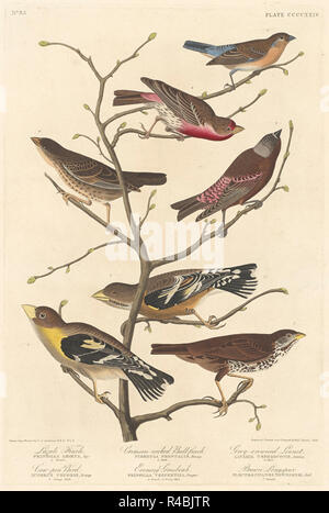 Lazuli Finch. Data: 1838. Medium: colorate a mano di attacco e acquatinta su carta Whatman. Museo: National Gallery of Art di Washington DC. Autore: Robert Havell dopo John James Audubon. AUDUBON, Giovanni Giacomo. Foto Stock