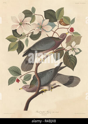 Piccione nastro-caudato. Data: 1837. Medium: colorate a mano di attacco e acquatinta su carta Whatman. Museo: National Gallery of Art di Washington DC. Autore: Robert Havell dopo John James Audubon. John James Audubon. ROBERT HAVELL DER JÜNGERE. Foto Stock