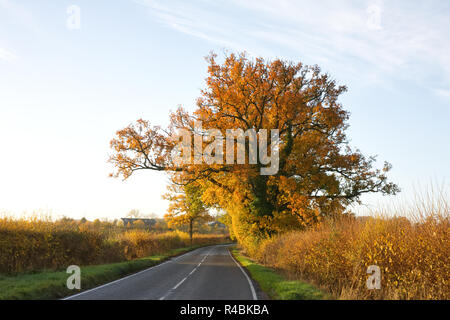 Quercus robur. Inglese quercia in autunno. Foto Stock