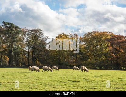 Gregge di pecore al pascolo in un campo di agricoltori nel Derbyshire campagna England Regno Unito. Foto Stock