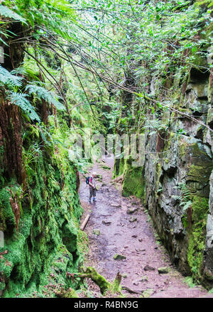 Lud la Chiesa è un profondo abisso situato nell'area di scarafaggi del Nord Staffordshire peak district .England Regno Unito Foto Stock