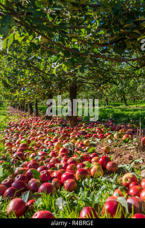 Il sidro di mele Apple raccolta, Somerset, Regno Unito, Settembre 2018 Foto Stock
