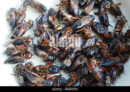 Insetti fritti / pila di frittura di cricket insetti fritti con sale sulla piastra bianca di sfondo - jumping cricket per snack street food in Thailandia Foto Stock