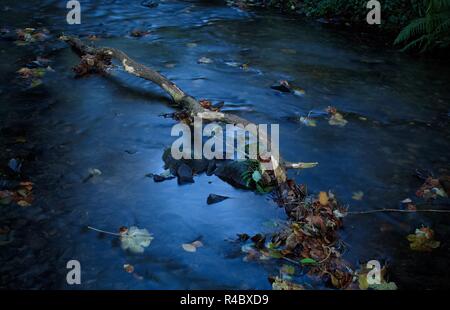 La rottura di un ramo galleggianti in un fiume circondato da foglie di autunno Foto Stock