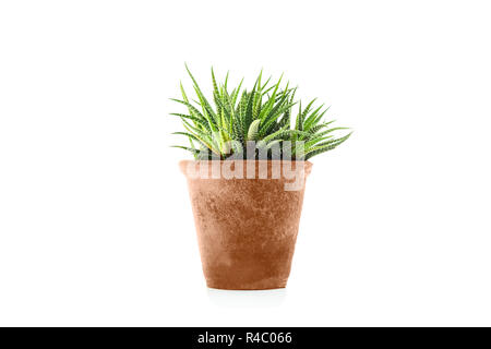 "Haworthia" fasciata piante succulente in vaso di fiori Foto Stock