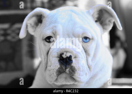 OEB pup Foto Stock