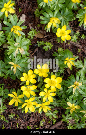 Close-up immagine della bella a fioritura primaverile ranunculoides Anemone noto anche come legno o allo zenzero anemone giallo.o Buttercup Anemone Foto Stock