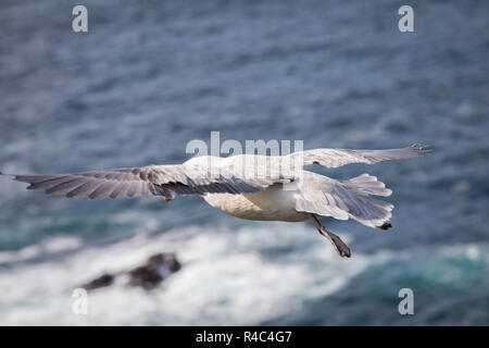 Flying fulmar off Fethaland, isole Shetland, GB Foto Stock