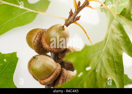 Primo piano di un ramo di quercia con ghiande di fronte a uno sfondo bianco Foto Stock