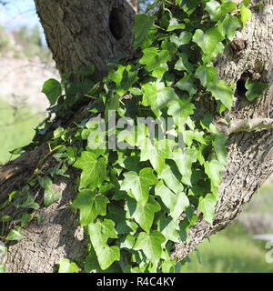 Vecchio olivo ricoperta di edera Foto Stock