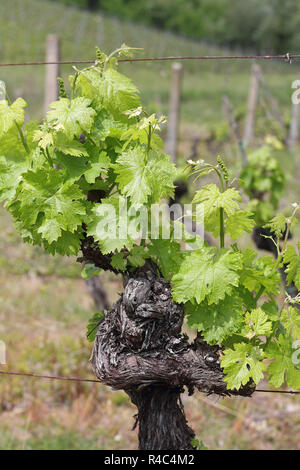 Ceppo di vite nella regione del Chianti Toscana Foto Stock