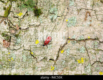 Il cardinale beetle sulla superficie di corteccia Foto Stock