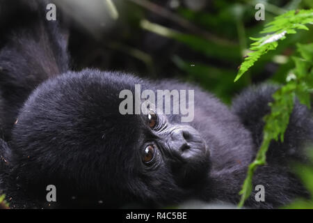 Un bambino di gorilla di montagna (Gorilla beringei beringei) si rilassa con sua madre. Circa mille mountain rimangono in Uganda, Ruanda e Democtatic republi Foto Stock