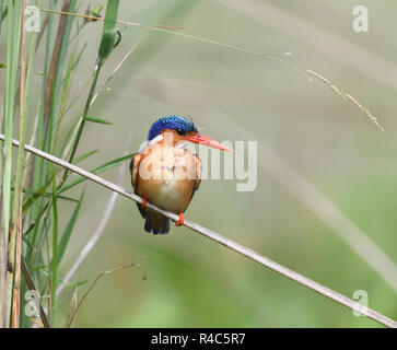 Una Malachite Kingfisher (Corythornis cristatus ), appollaiate su uno stelo di papiro, orologi dell'acqua in corrispondenza del bordo della Mabamba nuotato,. Baia di Mabamba Wetland Foto Stock