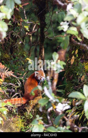 In via di estinzione panda rosso o Ailurus fulgens nel selvaggio a Singalila Parco Nazionale nella regione Indo-Nepal Foto Stock