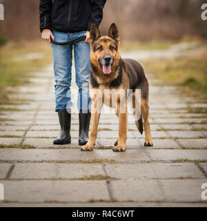 Master e la sua obbediente (pastore tedesco) il cane Foto Stock