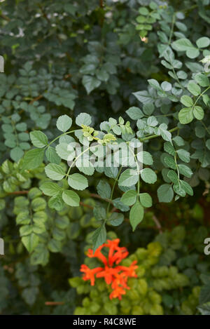 Tecoma capensis Foto Stock