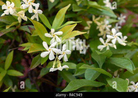 Trachelospermum jasminoides blossom Foto Stock