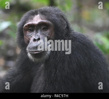 Ritratto di uno scimpanzé comune (Pan troglodytes). Foresta di Kibale National Park, Uganda. Foto Stock Ritratto di uno scimpanzé comune (Pan troglodytes). Foresta di Kibale National Park, Uganda. Foto Stock