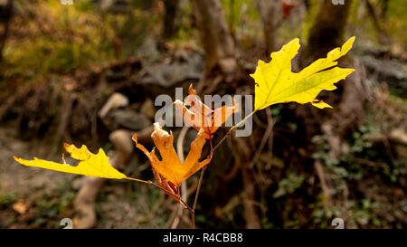 Rametto di giallo e marrone e foglie di autunno al buio su un sfondo sfocato. La Grecia Foto Stock