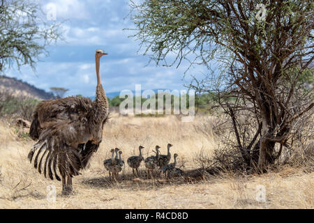 Comune madre di struzzo & pulcini (Struthio camelus) in Kenya, Africa orientale Foto Stock