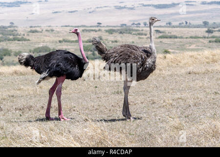 Struzzo comune coppia (Struthio camelus) in Kenya, Africa orientale Foto Stock