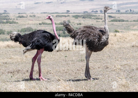 Struzzo comune coppia (Struthio camelus) in Kenya, Africa orientale Foto Stock