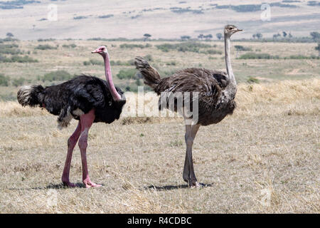 Struzzo comune coppia (Struthio camelus) in Kenya, Africa orientale Foto Stock