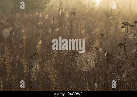 Erba secca e ragnatela in gocce di rugiada su uno sfondo sfocato Foto Stock
