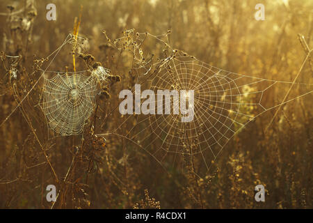 Erba secca e ragnatela in gocce di rugiada su uno sfondo sfocato Foto Stock