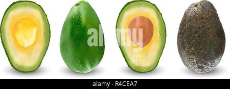 Set di maturi frutti realistico di avocado. Illustrazione Vettoriale. Esotiche sempreverdi piante da frutto. Isolamento su sfondo bianco Illustrazione Vettoriale