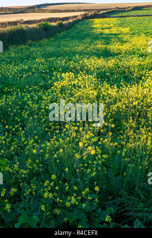 Olio di colza in campo sulla fattoria in South Devon Foto Stock