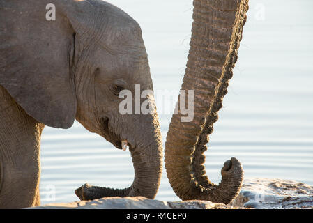 Elephant Trunk e acqua in background Foto Stock