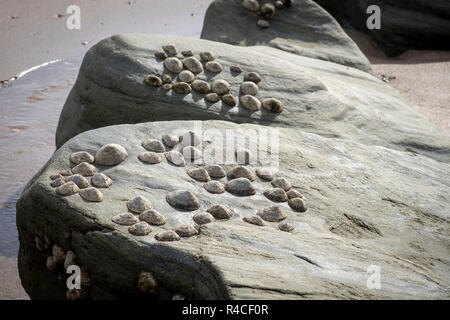 Limpet comune (Patella vulgata) sulle rocce in spiaggia Foto Stock